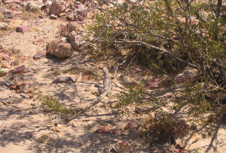 Desert Iguana